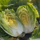 불암 | 70일 만에 중부지방 김장배추 수확! 솔바람골드·불암3호 비교 후기