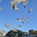 바다 칼국수 이미지