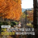 천년숲서로(서) | 경주 가을 여행 천년숲정원 단풍 명소 메타세쿼이아 길