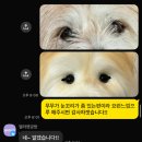 아트펫 | 강아지 아트돌 내돈내산 엘라펫 진도믹스 믹스견 맞춤제작 후기 !