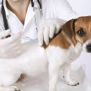 재생동물병원 이미지