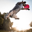 도그베이 이미지