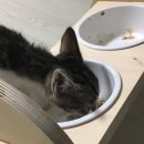 뚜리까까 | 고양이 수제간식 뚜리까까