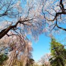 명품 벚꽃 길 | 2026 3월 4월 벚꽃여행지 추천 데이트코스로 좋은 곳