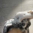 아리아즈 | 대용량샴푸와 트리트먼트 사용 후기 ! 아리아즈 카페인샴푸