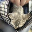 겨울나는나비 동물병원 이미지