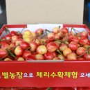 새콤달콤체리농장 이미지