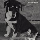청려원동물병원