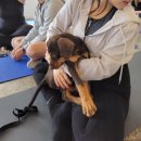 퍼피야미 | 밴쿠버 다운타운 퍼피요가 솔직 내돈내산 후기 가격 위치