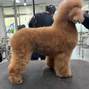 프로펫애견종합전문교육원
