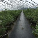 개야농장 이미지