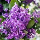 추억향기 이미지