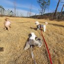 바르다펫 대전점 이미지