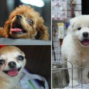 핫도그 애견 이미지