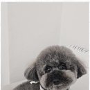 복돌이애견 이미지