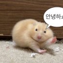유림-1029 | W05. 꼼꼼헤어변형 계약 후기 / 인천 헤어변형