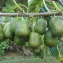 쌍둥이 농원 이미지