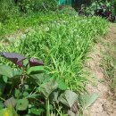 부용농협협동조합 이미지