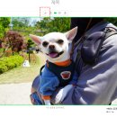 미리캔버스로 블로그만들기 | 미리캔버스로 네이버 블로그 서명만들기