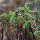 쇠별꽃 Stellaria aquatica (L.) Scop. 이미지