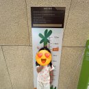 청송 | 소노벨 청송 패밀리 클린룸과 솔샘온천 이용 후기 (청송 주왕산 숙소)