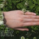 꽃반지 이미지
