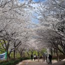 조례호수공원 | 순천 벚꽃 만개 조례호수공원 벚꽃 개화 실시간