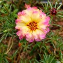 모기물렸을때 처방 이미지