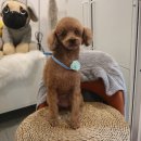 보듬펫살롱 이미지