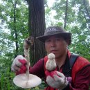 야생식용버섯 공부 시리즈(2) -흰가시 광대버섯 이미지