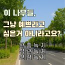 나무공인중개사사무소 | 길가의 나무들은 다 같은 나무가 아니다? 녹지의 숨겨진 역할
