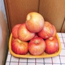 장성군농협조합공동사업법인 | 부사 못난이사과 가정용사과 농가돕기 맛있는사과 햇사과 문경사과 부사사과 흠집사과 아삭아삭 당도...