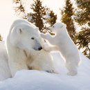 흔한 아기 북극곰의 이동방법 이미지