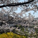 탄천볼링장 앞 | [2026.04.05] 야탑역 탄천 벚꽃 개화 상황 / 쫀냐미 피크닉매트 사용후기