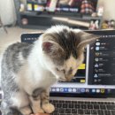 나와고양이 이미지