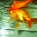 금붕어PC 이미지