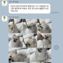 펫브릿지 | 대구경산 애견호텔 펫브릿지 후기