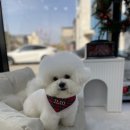 배곧일리오애견미용