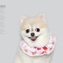 덕수네 애견 네이버블로그