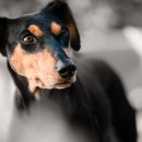 분당24시동물의료센터 이미지