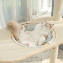 오로라 캣 이미지