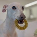 월월애견펜션 이미지