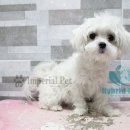 임피리얼펫 이미지