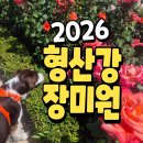 형산강 장미원 | 2026 포항 형산강 장미원 다녀온 후기