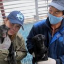 고산흑염소 이미지