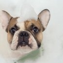 연두 동물병원 이미지