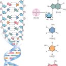 DNA (deoxyribonucleic acid 디옥시리보 핵산)과 액비적용...품질향상 이미지