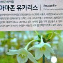 유카리스 이미지