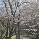 선녀와 나뭇꾼 | 마니산 정상 정복 후기/첨성단 소사나무