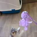 묘랑 고양이 카페 네이버블로그